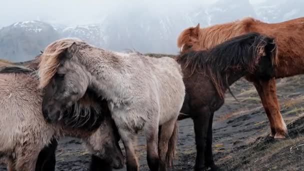 Detailní Pohled Islandské Koně Stojící Travnatém Poli Býložraví Savci Pasoucí — Stock video