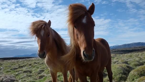 Close View Icelandic Horses Standing Grassy Field Herbivorous Mammals Grazing — Stockvideo
