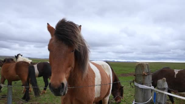 Close View Icelandic Horses Standing Grassy Field Herbivorous Mammals Grazing — Stockvideo