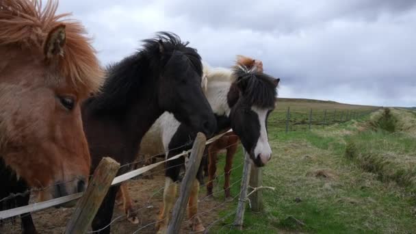 Close Zicht Ijslandse Paarden Die Het Grasveld Staan Herbivore Zoogdieren — Stockvideo