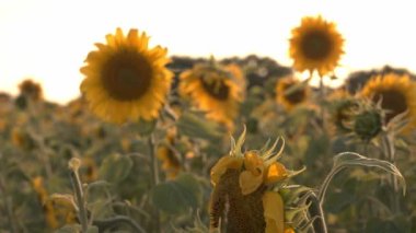 Field of blooming sunflowers during sunset. Beautiful field of blooming sunflowers against blurry sunset golden light