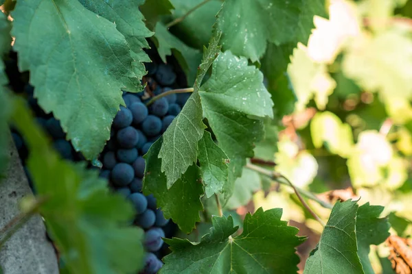 Close-up of vine growing in vineyard. Tasty fresh juicy grapes covered in leaves ready for harvest. Beautiful view of wine production at winery during sunny day.