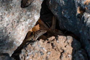 Sicilya duvar kertenkelesinin kayaların arasından gözetlediği yüksek açılı görüntü. Vahşi sürüngen gölgede saklanıyor. İtalyan faunası güneşli bir günde.