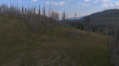 Wyoming, ABD 'deki Yellowstone Ulusal Parkı' nda yanmış orman ve ağaçlar..
