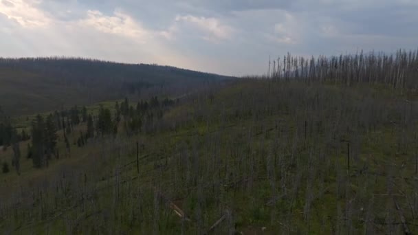 Foresta Bruciata Alberi Parco Nazionale Yellowstone Nel Wyoming Stati Uniti — Video Stock