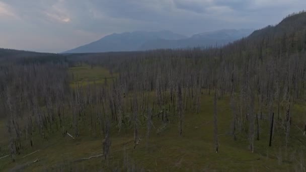 Καμένο Δάσος Και Δέντρα Ένα Εθνικό Πάρκο Yellowstone Στο Γουαϊόμινγκ — Αρχείο Βίντεο