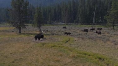 Wyoming, ABD 'deki Yellowstone Ulusal Parkı' nda beslenen ve yürüyen yetişkin ve yavru bufalo sürüleri.. 