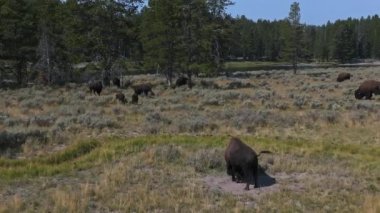 Wyoming, ABD 'deki Yellowstone Ulusal Parkı' nda beslenen ve yürüyen yetişkin ve yavru bufalo sürüleri.. 