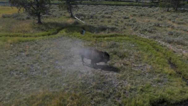 Manada Búfalos Bisões Adultos Bebés Alimentar Passear Num Parque Nacional — Vídeo de Stock