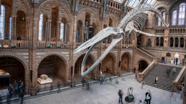 Timelapse Squelette Baleine Bleue Dans Hall Principal Musée Histoire Naturelle — Video