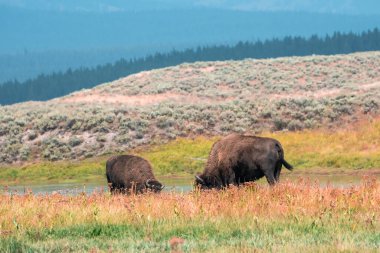 Bir bizon sürüsü Midway Gayzer Havzası yakınlarındaki Yellowstone Ulusal Parkı 'ndaki Firehole Nehri boyunca hızla ilerliyor. Yellowstone Ulusal Parkı 'ndaki Amerikan Bizonu veya Bufalosu ABD Wayoming