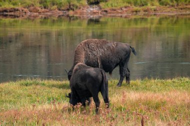 Bir bizon sürüsü Midway Gayzer Havzası yakınlarındaki Yellowstone Ulusal Parkı 'ndaki Firehole Nehri boyunca hızla ilerliyor. Yellowstone Ulusal Parkı 'ndaki Amerikan Bizonu veya Bufalosu ABD Wayoming