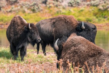 Bir bizon sürüsü Midway Gayzer Havzası yakınlarındaki Yellowstone Ulusal Parkı 'ndaki Firehole Nehri boyunca hızla ilerliyor. Yellowstone Ulusal Parkı 'ndaki Amerikan Bizonu veya Bufalosu ABD Wayoming