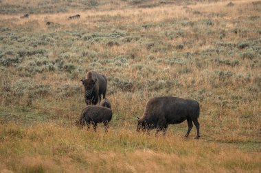 Bir bizon sürüsü Midway Gayzer Havzası yakınlarındaki Yellowstone Ulusal Parkı 'ndaki Firehole Nehri boyunca hızla ilerliyor. Yellowstone Ulusal Parkı 'ndaki Amerikan Bizonu veya Bufalosu ABD Wayoming