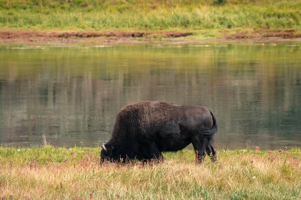 A herd of bison moves quickly along the Firehole River in Yellowstone National Park near Midway Geyser Basin. American Bison or Buffalo in Yellowstone National Park USA Wayoming