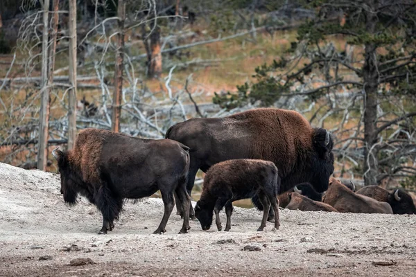 A herd of bison moves quickly along the Firehole River in Yellowstone National Park near Midway Geyser Basin. American Bison or Buffalo in Yellowstone National Park USA Wayoming