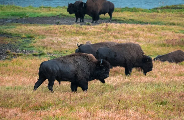 A herd of bison moves quickly along the Firehole River in Yellowstone National Park near Midway Geyser Basin. American Bison or Buffalo in Yellowstone National Park USA Wayoming