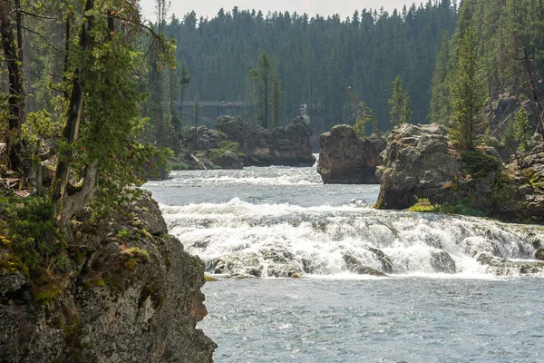 A herd of bison moves quickly along the Firehole River in Yellowstone National Park near Midway Geyser Basin. American Bison or Buffalo in Yellowstone National Park USA Wayoming