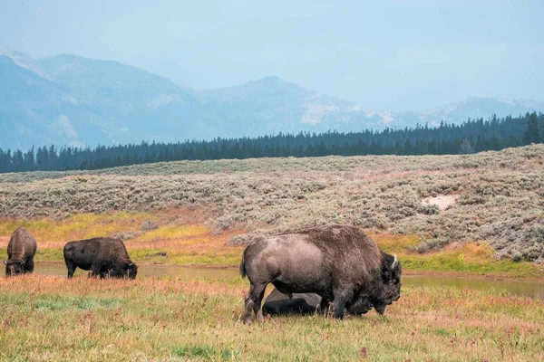 A herd of bison moves quickly along the Firehole River in Yellowstone National Park near Midway Geyser Basin. American Bison or Buffalo in Yellowstone National Park USA Wayoming