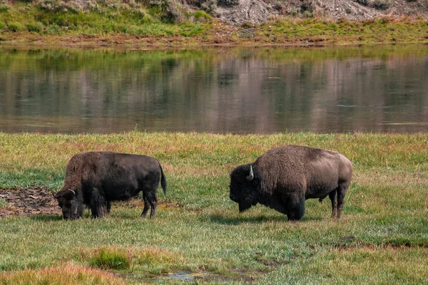 A herd of bison moves quickly along the Firehole River in Yellowstone National Park near Midway Geyser Basin. American Bison or Buffalo in Yellowstone National Park USA Wayoming