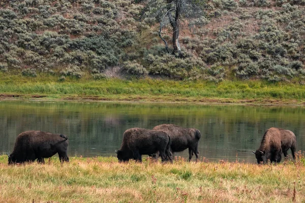 A herd of bison moves quickly along the Firehole River in Yellowstone National Park near Midway Geyser Basin. American Bison or Buffalo in Yellowstone National Park USA Wayoming