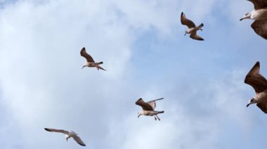 Yavaş çekimde güzel mavi bir gökyüzünde uçan martılar. İngiltere 'de martılar.