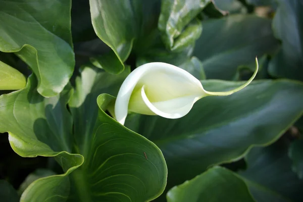 Linhas Naturais Estéticas Claras Curvas Lisas Branco Aberto Florescendo Fresco — Fotografia de Stock