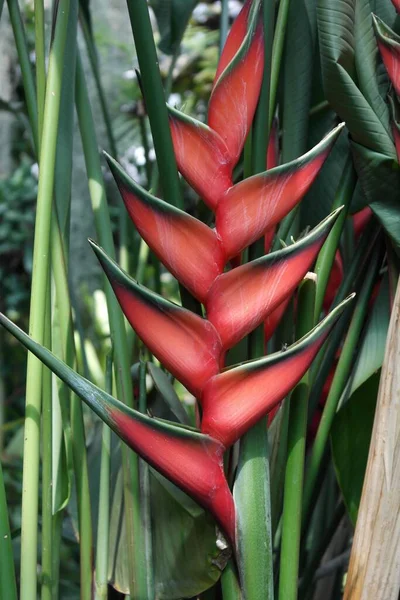 Showy Inflorescence Cluster Spectacular Exotic Flowers Heliconia Caribaea Wild Plantain — Fotografia de Stock