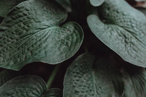 Hojas Color Verde Oscuro Planta Hosta Con Patrón Relieve Mate —  Fotos de Stock