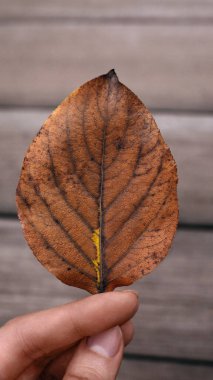 Adam sonbahar yaprağını tutuyor elini. Arkadaki tahta duvara yaslan..