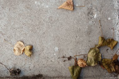 Sonbahar yapraklı beton dokusu. Üst görünüm.