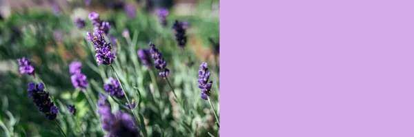 Lavendelbloemen Genomen Zonnige Dag Zijaanzicht Banner Met Ruimte Voor Tekst — Stockfoto