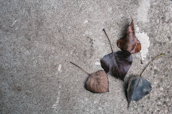 나뭇잎 콘크리트 조각들 위에서 — 스톡 사진
