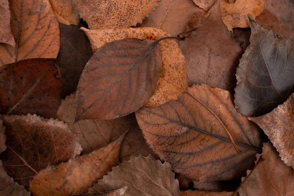 Lots Orange Autumn Leaves Ground Top View — Stock Photo, Image