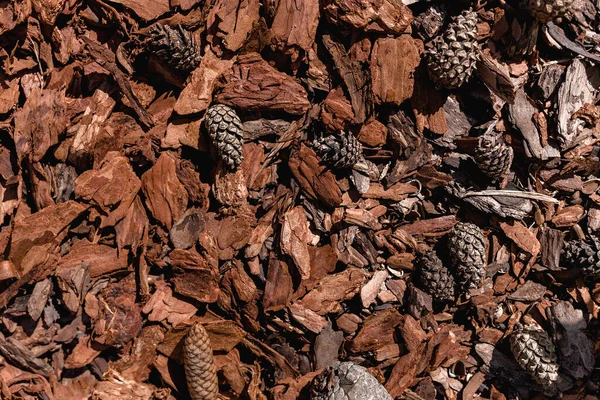 Casca Pinho Larício Frações Diferentes Com Pinecone Encontra Superfície Vista — Fotografia de Stock