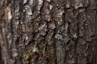Ağaç kabuğuyla eski meşe ağacının gövdesi. Yakın plan.