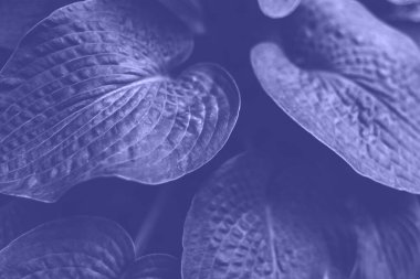 Hosta bitkisi 2022 yılının yaprakları ile renklendirildi. Çok peri. Üst ekran.