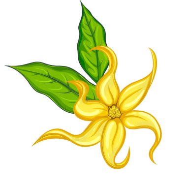 İki yapraklı Ylang ylang çiçeği