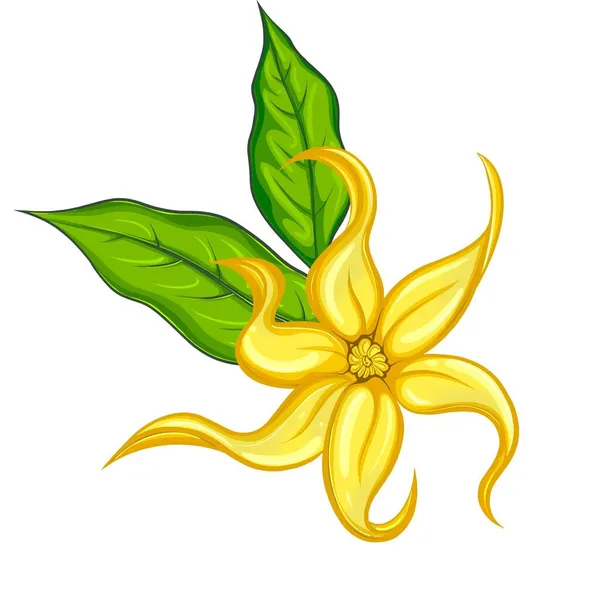 Ylang ylang květ se dvěma listy — Stock fotografie