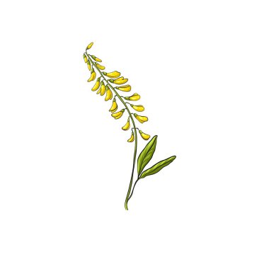 Beyaz bir arka planda izole tatlı yonca çiçeği