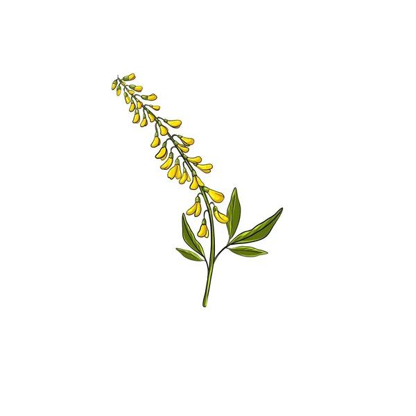 Μελιλότο Λουλούδι Που Απομονώνονται Λευκό Φόντο — Φωτογραφία Αρχείου