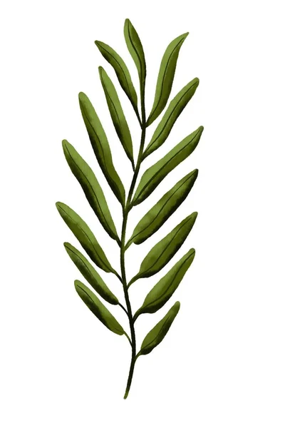 Il ramo dell'olivo è strutturato e isolato su uno sfondo bianco. — Foto Stock