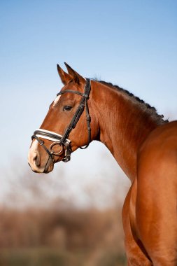 Doğada güzel bir at var..