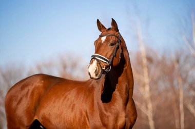 Doğada güzel bir at var..