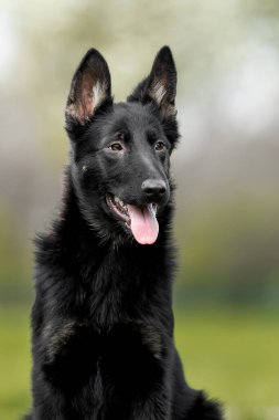 Çimenlikteki sevimli siyah bir köpeğin portresi 