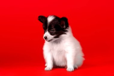 Stüdyoda küçük siyah ve beyaz bir köpek yavrusu