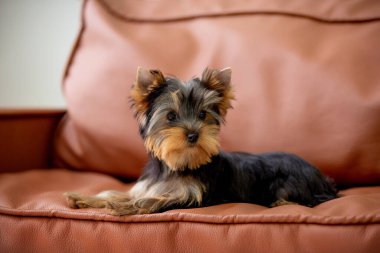 Şirin Chihuahua köpek yavrusu evde. 