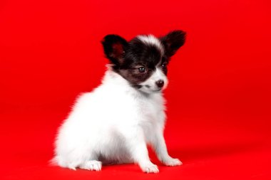 Stüdyoda küçük siyah ve beyaz bir köpek yavrusu