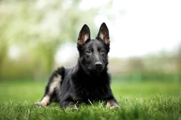 Portrait Cute Black Dog Lawn — Stock Photo, Image