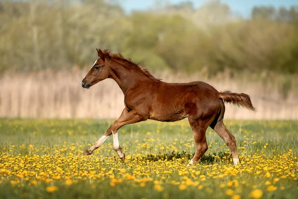 Beautiful Horse Countryside Nature — Stock Photo, Image